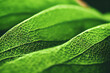 © Holger - Macro Photography of a freen plant leaf with structure, detail and depth of field
