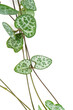 Ceropegia plant isolated on white background. Exotic plant close up.