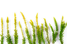 Blooming Colorful Heather Flowers (calluna Vulgaris L.) Isolated On White Background.
