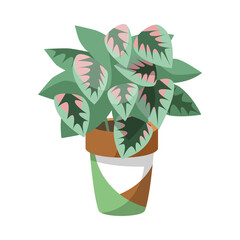 Wall Mural - Begonia in flowerpot for home or office flat vector illustration. Indoor houseplant, flower with big green and pink leaves in pot isolated on white background. Nature, urban jungle concept