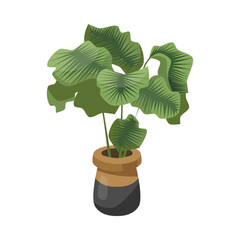 Wall Mural - Alocasia in brown and black flowerpot flat vector illustration. Indoor houseplant, tall flower with big green leaves in pot isolated on white background. Nature, urban jungle concept