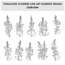 Minimalist Foxgloves Flower Hand Drawn Vector Illustration Set. Flowers Sketch Drawing On White Background.
