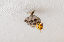 Yellow Paper Wasp, Polistes Olivaceus, Building A Home In La Gaulette, Mauritius