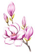 Image of blooming magnolia branch. Watercolor illustration.