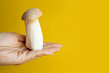 Hand Holding Eryngii Abalone Mushroom On Yellow Background.