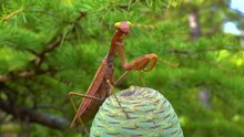 Predator preys on insects. The European mantis (Mantis religiosa) is a large insect in the family of the Mantidae
