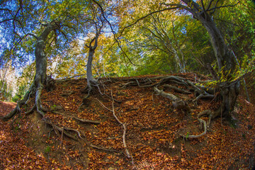 Wall Mural - autumn mood