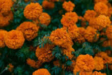 Horizontal Shot Of Marigold Flowers