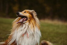 Portrait Of Beautiful Collie Dog, Mouth Open With Tongue Out