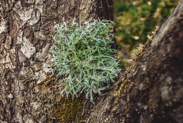 Wall Mural - Evernia plunastri lichen moss on a tree trunk