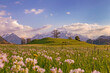 Oberstdorf - Allgäu - Frühling - Berge - Blumen