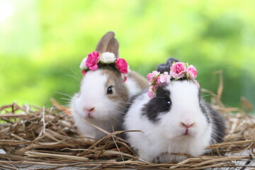 Cute little rabbit on green grass with natural bokeh as background during spring. Young adorable bunny playing in garden. Lovrely pet at park