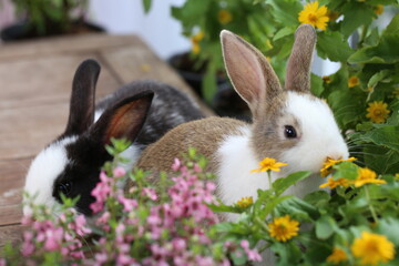 Wall Mural - Cute little rabbit on green grass with natural bokeh as background during spring. Young adorable bunny playing in garden. Lovrely pet at park