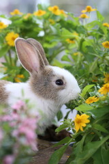 Wall Mural - Cute little rabbit on green grass with natural bokeh as background during spring. Young adorable bunny playing in garden. Lovrely pet at park