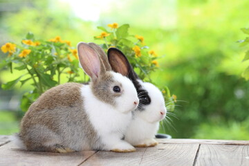 Wall Mural - Cute little rabbit on green grass with natural bokeh as background during spring. Young adorable bunny playing in garden. Lovrely pet at park