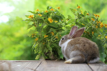 Wall Mural - Cute little rabbit on green grass with natural bokeh as background during spring. Young adorable bunny playing in garden. Lovrely pet at park