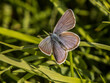 Niebieski motyl Modraszek 