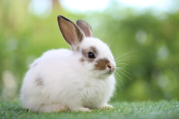 Wall Mural - Cute little rabbit on green grass with natural bokeh as background during spring. Young adorable bunny playing in garden. Lovrely pet at park