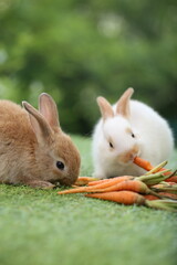 Wall Mural - Cute little rabbit on green grass with natural bokeh as background during spring. Young adorable bunny playing in garden. Lovely pet at park with baby carrot as food.
