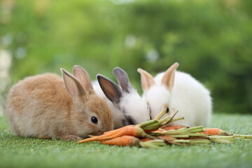 Wall Mural - Cute little rabbit on green grass with natural bokeh as background during spring. Young adorable bunny playing in garden. Lovely pet at park with baby carrot as food.