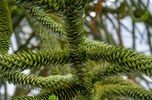 Closeup Of Chilean Pine Or Monkey Tail Puzzle Tree Or Araucaria Araucana
