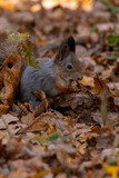 Fototapeta Boho - squirrel in autumn foliage