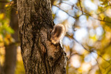 Fototapeta Boho - Squirrel tail sticking out of the hollow