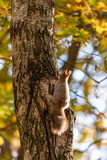 Fototapeta Boho - Squirrel near the hollow in autumn