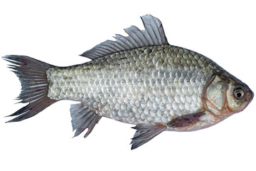 Crucian carp live fish isolated on transparent background