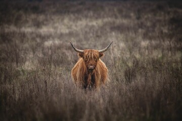 Wall Mural - View of a beautiful Highland cattle looking at the camera from the grass