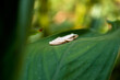 This unique and contrasting white tree frog is sitting quietly on a wide green leaf in the middle of the forest, close up and bokeh photographed