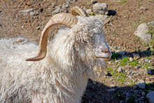 Picture Of A Long Wool Angora Goat With Horns