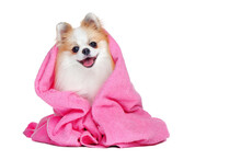 Long Haired Spitz In Pink Towel Against White Background