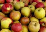 Fototapeta Kuchnia - multicolor various apples as tasty and wholesome vegetarian food