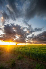 Poster - Barley at Sunset