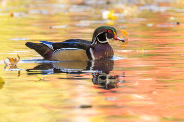 Wall Mural -  wood duck or Carolina duck (Aix sponsa) in autumn