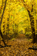 Wall Mural - Autumn in Mont-Saint-Bruno National Park, Canada