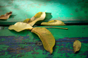 Poster - Colorful autumn plants on nature background