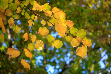 Wall Mural - Colorful autumn plants on nature background