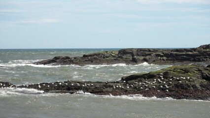 Wall Mural - Intense surf on the basalt rock coast of Iceland.