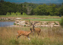 Deer On The Golf Course