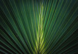 © Alexa - palm tree leaf
