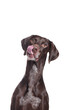 Hungry pointer dog vertical portrait