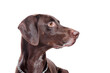 Pointer dog looking to the side head portrait