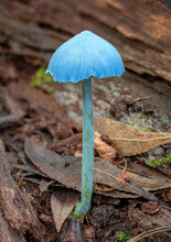 Entoloma Virescens (Sky-blue Pinkgill) -  NSW, Australia