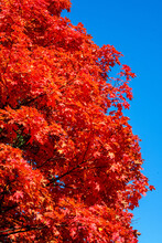 Bright Autumn Red Leaves Against A Blue Sky