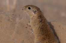Mouse Portrait , The Indian Desert Jird Or Indian Desert Gerbil Is A Species Of Jird Found Mainly In The Thar Desert In India. Jirds Are Closely Related To Gerbils