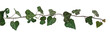 canvas print picture - green ivy horizontal for composition