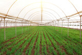 Fototapeta  - Rows of organically grown fresh lettuce for the food industry. Agro-industrial complex of plantation for growing vegetable crops, glass greenhouses in the background.