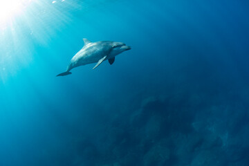 dolphin in the sea